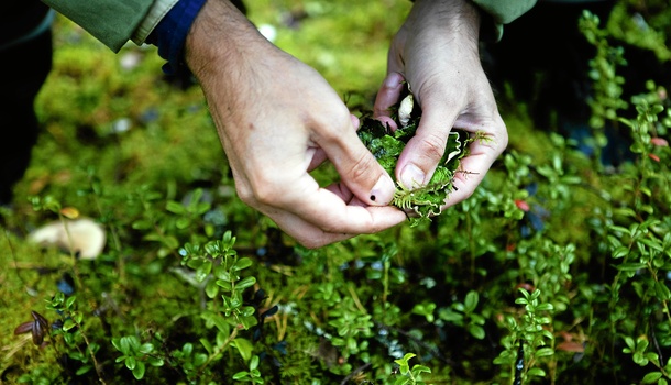 Cape Fynbos, Foraging and local cuisine