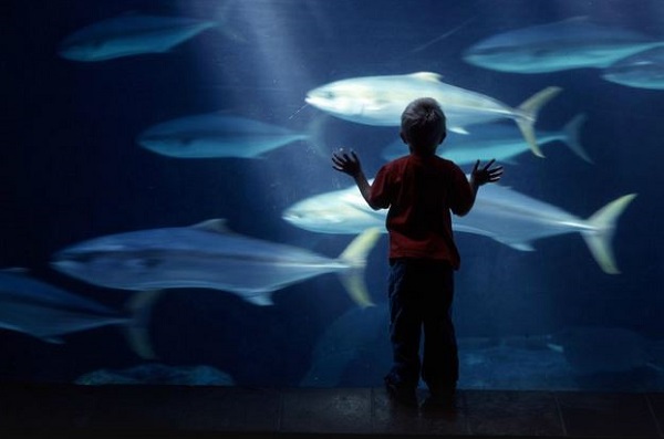 Two Oceans Aquarium Joins WAZA Community