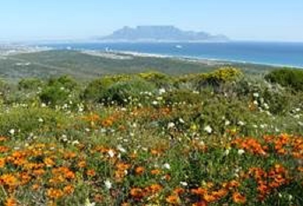 City Celebrates Cape Town’s Unique Biodiversity