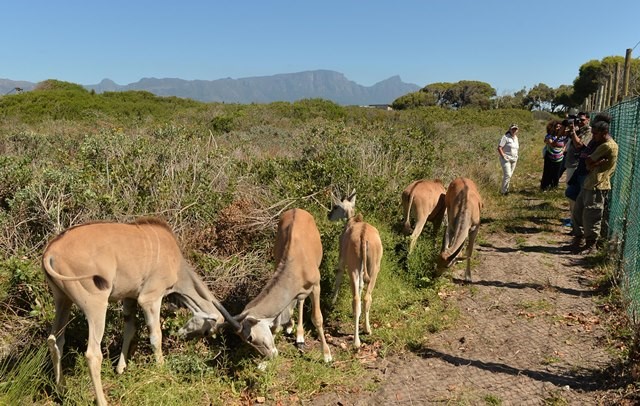 Young eland released to rediscover historical roots