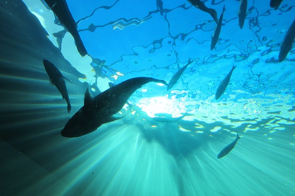 Cape Town Green Map Interns discover The Watershed and Two Oceans Aquarium