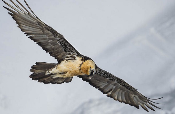 Birders can tick off superb field guide lifers