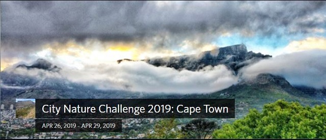 City Nature Challenge 2019: Cape Town