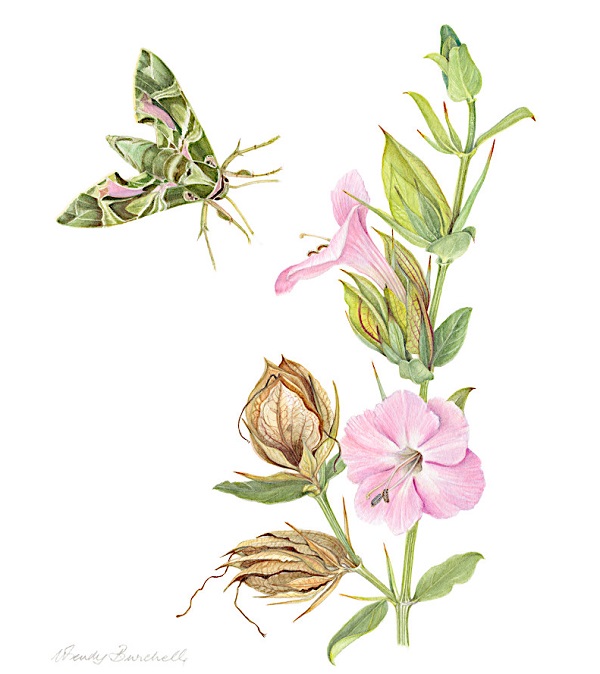 Botanical Art, Wendy Burchell, UCT Irma Stern Museum