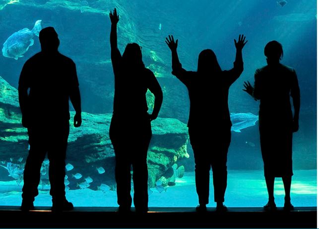 From Home to Ocean theatre experience at Two Oceans Aquarium