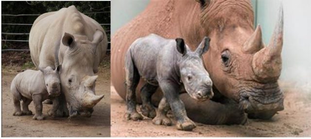 World Rhino Day – Join the Rhino Trail Hike