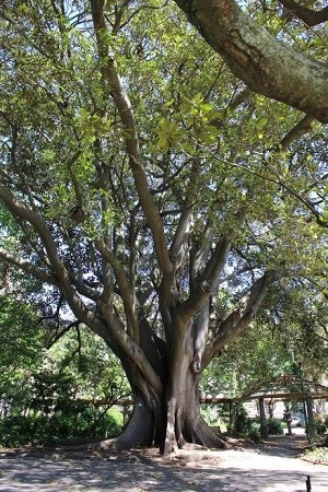 Champion Tree, Company's Garden