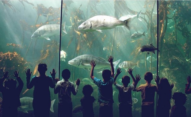 Summer Holidays, Two Oceans Aquarium