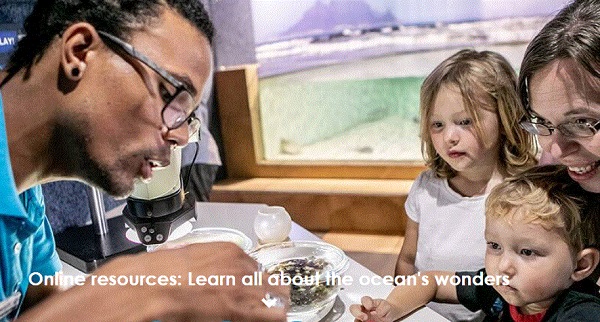 Fun educational Kids Programme at Two Oceans Aquarium #MuseumFromHome