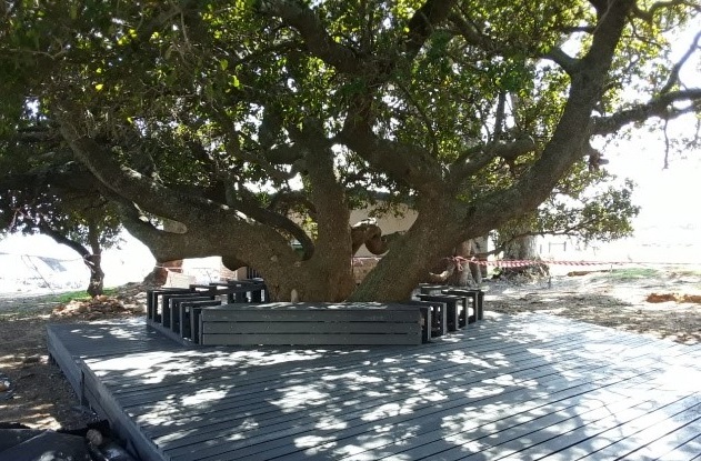 Milkwood trees in Gordon’s Bay