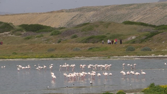 Virtual Birdathon at False Bay Nature Reserve