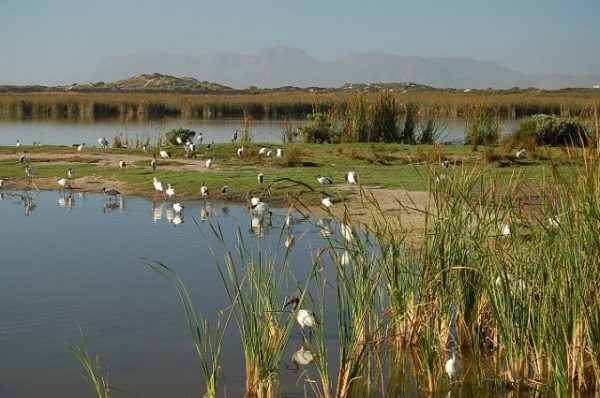 Virtual Birdathon Week, Nature activities in Cape Town