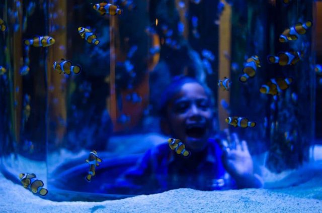 Two Oceans Aquarium