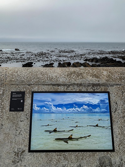 Save Our Seas, Photo exhibition, Thomas Peschak,