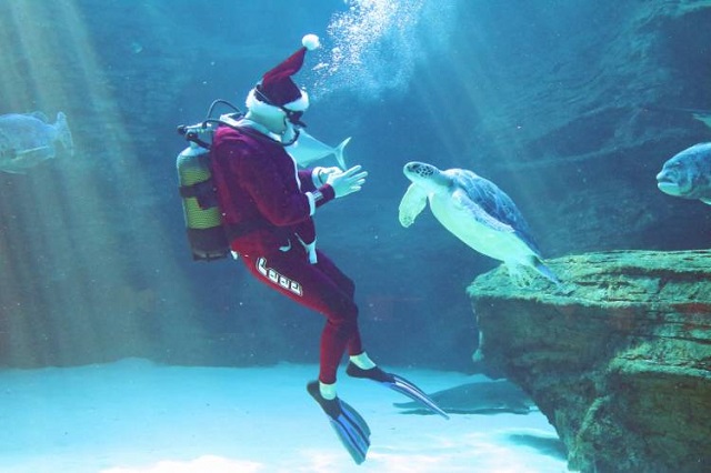 Festive Fun, Two Oceans Aquarium, Scuba Claus