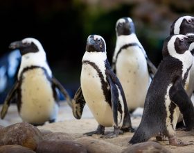 Two Oceans Aquarium, Festive Fishy Fun