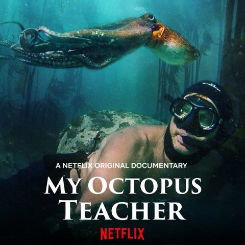 octopus teacher