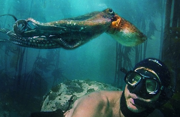 Cape kelp forests