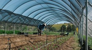 Spier Food Garden workshops