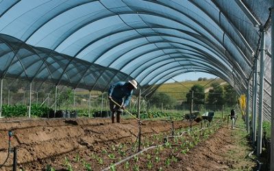 Self-Harvest Saturdays at Spier