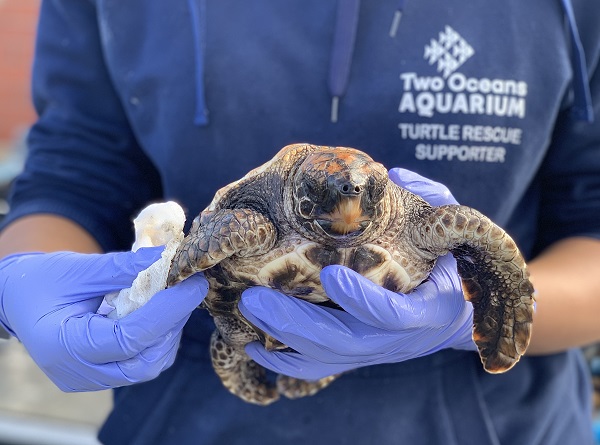 #SaveOurTurtles: Broadening the horizons of Ocean Superheroes