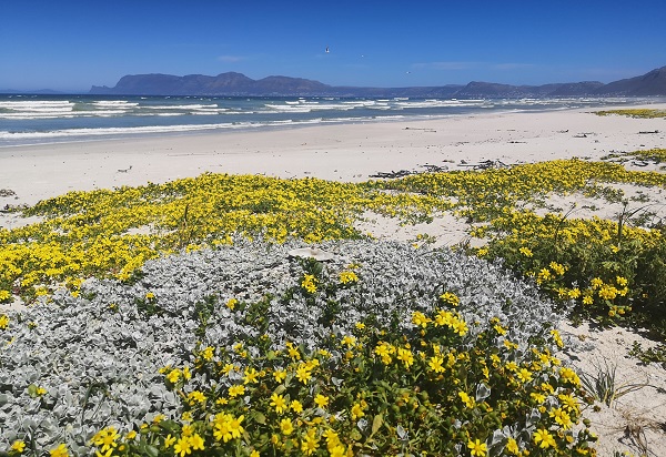 Blooming Cape Town – do not miss the flowers