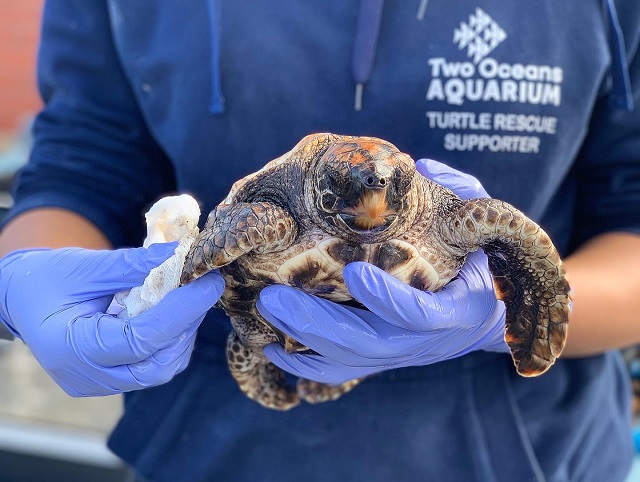 Sea turtle hatchlings – be on the lookout!