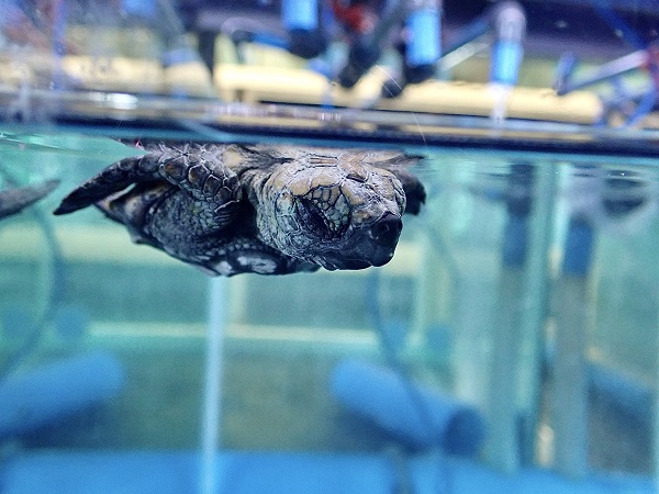 World Turtle Day celebrated at Two Oceans Aquarium