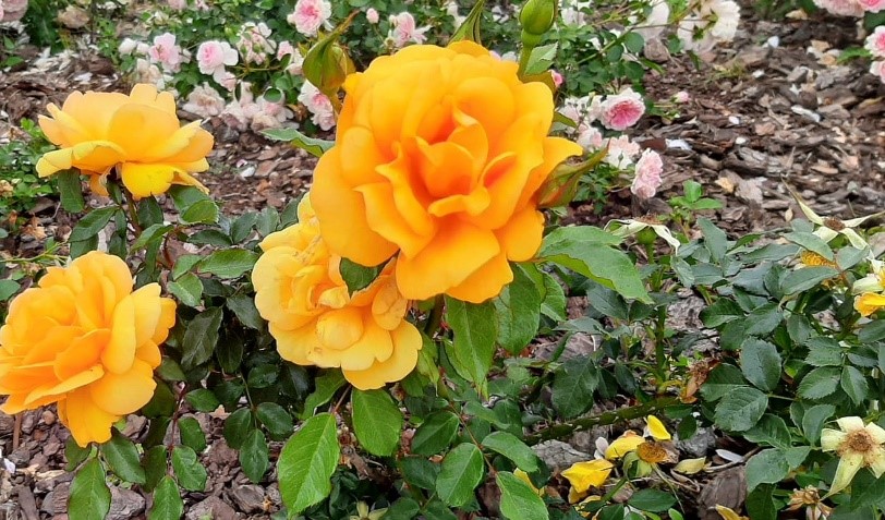 Durbanville Rose Garden – Rose care open day
