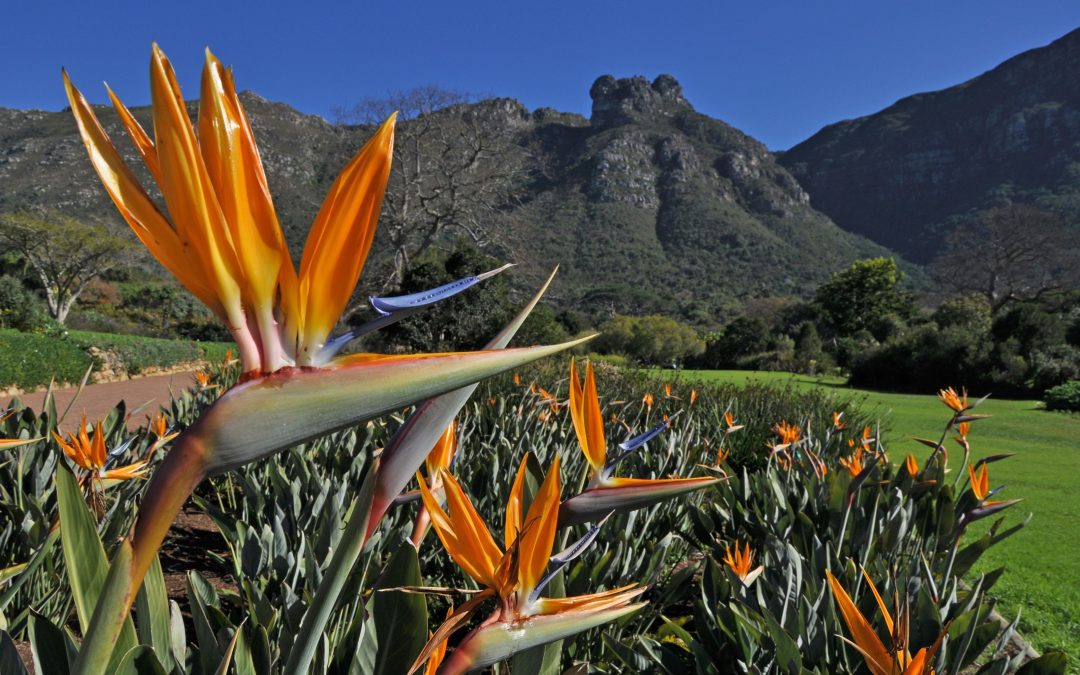 Kirstenbosch – TripAdvisor Travellers’ Choice Best of the Best