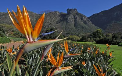 Celebrate National Gardens Week with free access to SA National Gardens