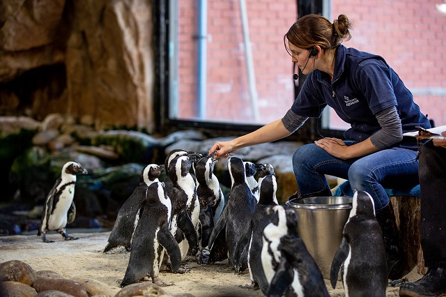 Feeding times are back at the Two Oceans Aquarium!