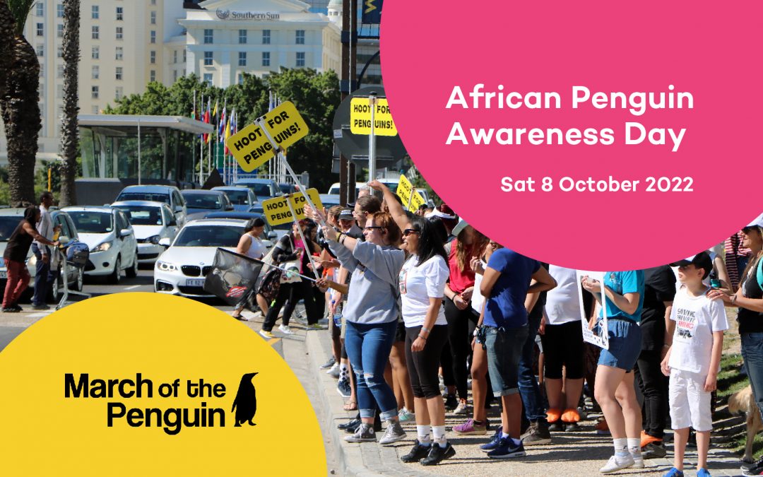 Penguin Waddle at V&A Waterfront for Penguin Awareness Day