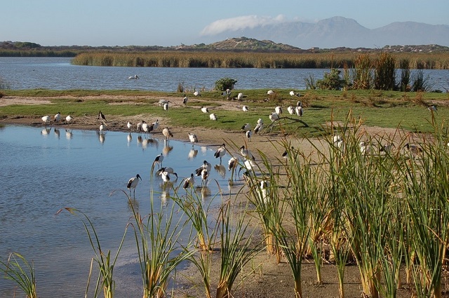 Cape Town achieves international Wetland City status