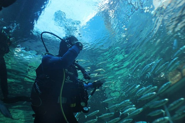 UCT Underwater Club 24-hour dive challenge