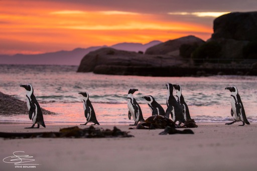 Penguin Waddle – Muizenberg to Boulders Beach 23 April