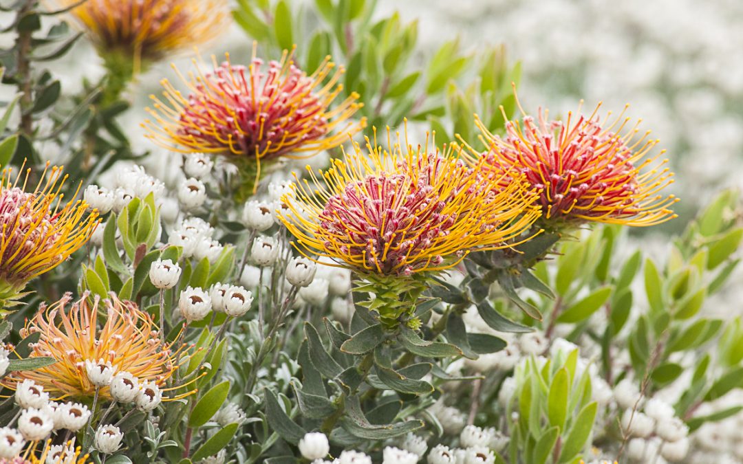 Cape Town’s Natural Heritage – WHY and HOW to nurture