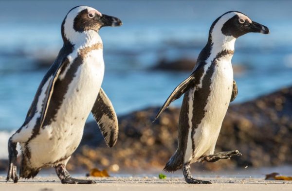 African Penguin Waddle