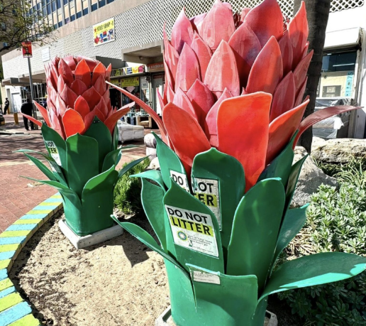 Protea-Inspired ‘Flower Bins’ – Power of Transformation in Belville!