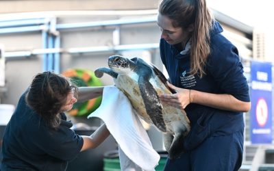 Turtle Conservation Centre plans at Two Oceans Aquarium