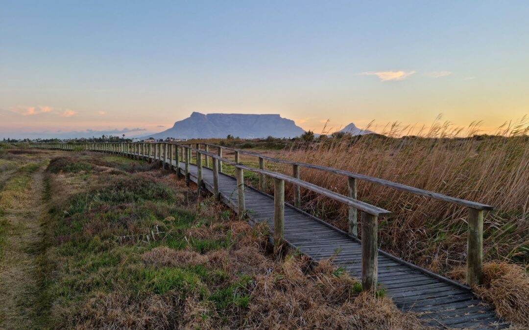 Rietvlei Wetlands in Table Bay Nature Reserve Re-opens 