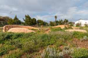 Majik Forest Renosterveld Garden