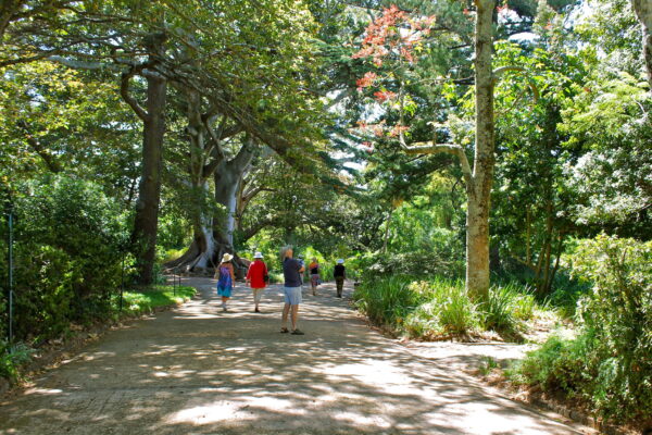 Cape Town’s Green Gems