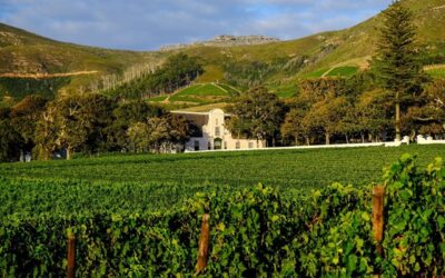 Groot Constantia – celebration of 366 Years of South African Wine