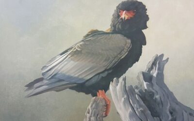 Bird Art Group Exhibition – The Cape Gallery – opens First Thursdays 5 June