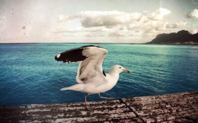 Two Oceans Aquarium kicks off a jam packed Marine Protected Areas (MPA) Day 2025 – 1 and 2 August 2025