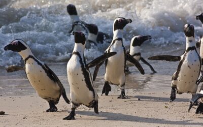 Waddle with Two Oceans Aquarium in celebration of International African Penguin Awareness Day!