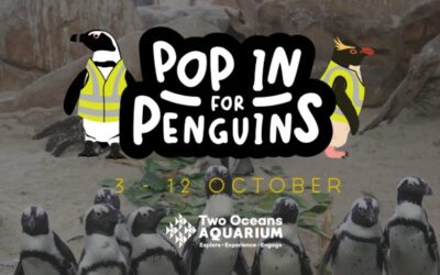 Pop in for Penguins – Special Treats for School Holidays at the Two Oceans Aquarium