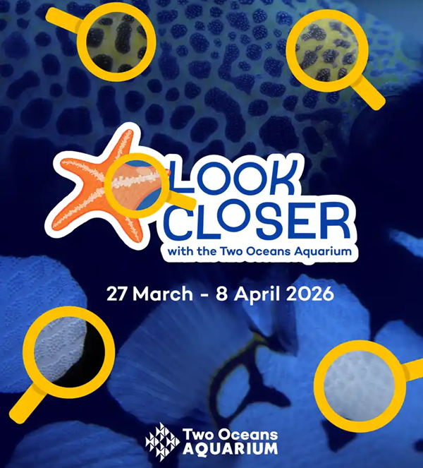 LOOK CLOSER with the TWO OCEANS AQUARIUM this School Holiday