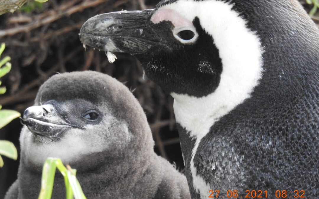 Cape Town honours World Penguin Day as it fights for the survival of African Penguins